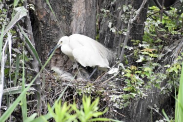 繁殖期のコサギの飾り羽