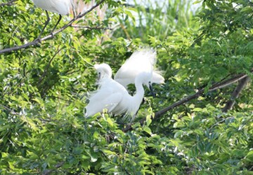 繁殖期のコサギの飾り羽