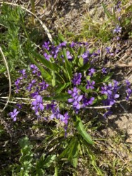 ヒメスミレかな?