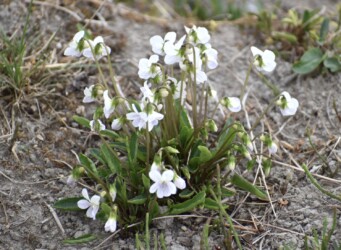 アリアケスミレかな?