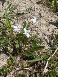 アリアケスミレかな?