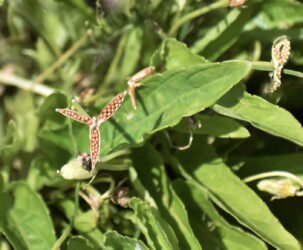 スミレの実と種