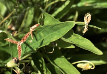 スミレの実と種