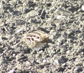 畑で餌を探すタシギ