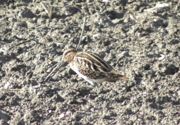 畑で餌を探すタシギ