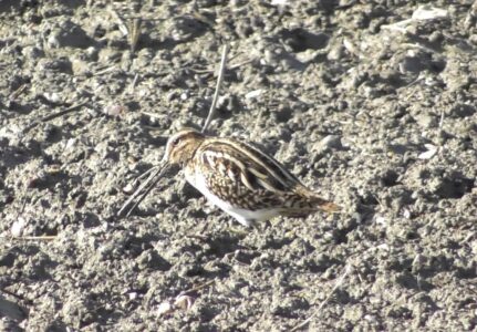 畑で餌を探すタシギ