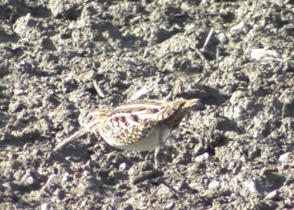 畑で餌を探すタシギ