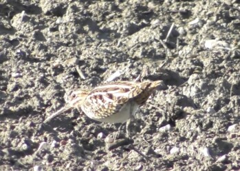 畑で餌を探すタシギ