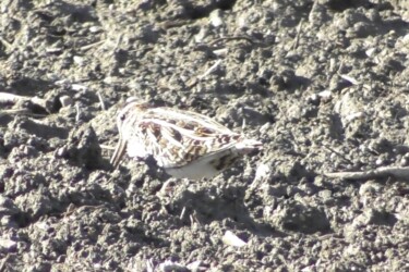 畑で餌を探すタシギ