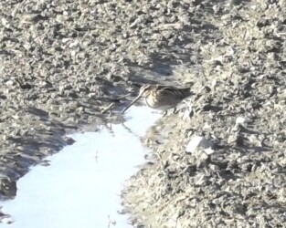 畑で餌を探すタシギ