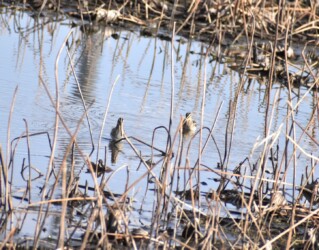 厳寒期にハス池で餌を探すタシギ