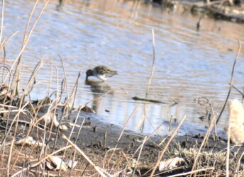 厳寒期にハス池で餌を探すタシギ