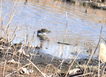 厳寒期にハス池で餌を探すタシギ