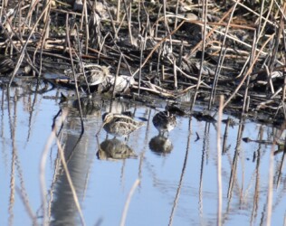 厳寒期にハス池で餌を探すタシギ