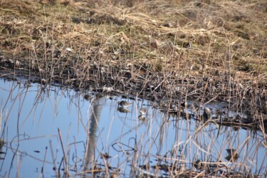 厳寒期にハス池で餌を探すタシギ