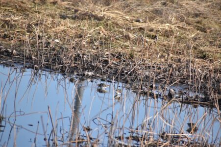 厳寒期にハス池で餌を探すタシギ