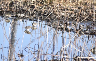 厳寒期にハス池で餌を探すタシギ