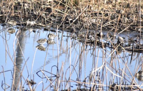 厳寒期にハス池で餌を探すタシギ