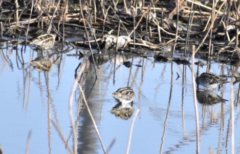 厳寒期にハス池で餌を探すタシギ