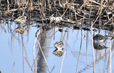 厳寒期にハス池で餌を探すタシギ
