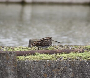 金魚養殖池の通路で休むタシギ