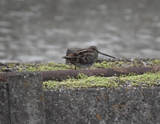金魚養殖池の通路で休むタシギ