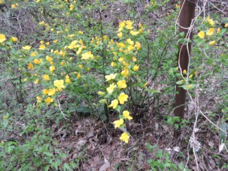 一重のヤマブキ