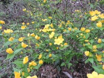 一重のヤマブキ