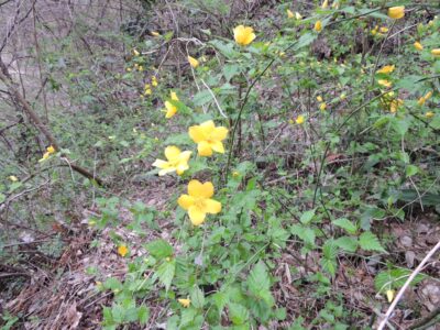 一重のヤマブキ