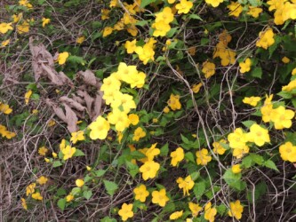 一重のヤマブキ