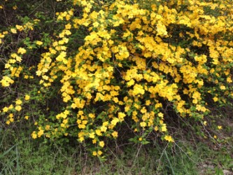 一重のヤマブキ