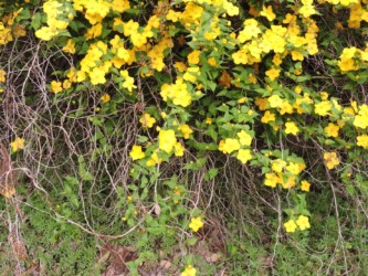 一重のヤマブキ