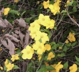 一重のヤマブキ