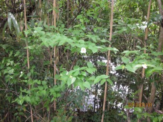 シロヤマブキかな?