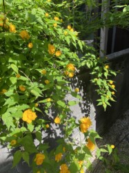 八重のヤマブキ