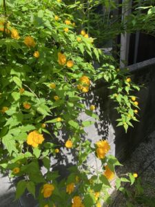 八重のヤマブキ