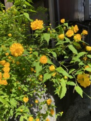 八重のヤマブキ