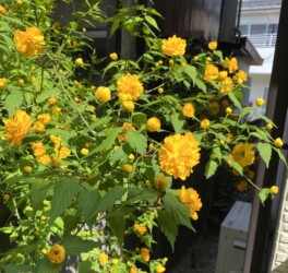 八重のヤマブキ