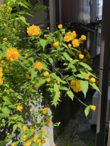 八重のヤマブキ
