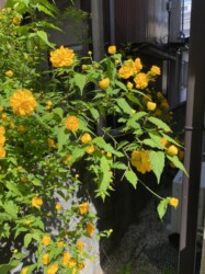 八重のヤマブキ