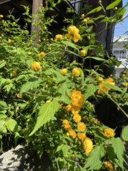 八重のヤマブキ