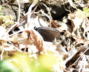 モンシロチョウの奇形かも?