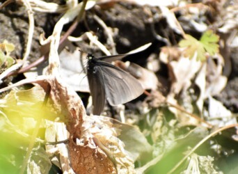 モンシロチョウの奇形かも?