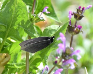 モンシロチョウの奇形かも?