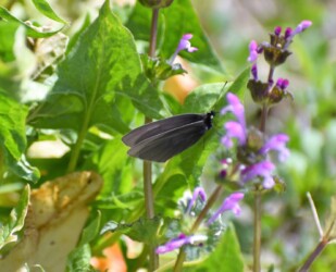 モンシロチョウの奇形かも?