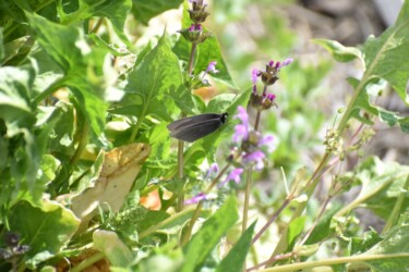モンシロチョウの奇形かも?