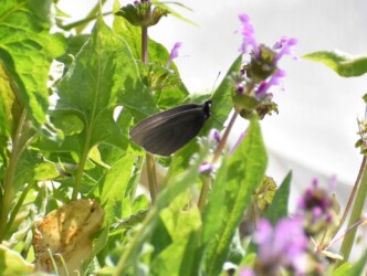 モンシロチョウの奇形かも?