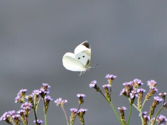 モンシロチョウ