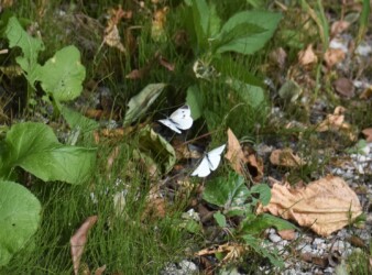 モンシロチョウ