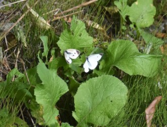 モンシロチョウ